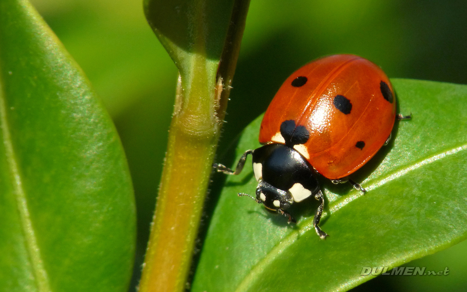 Ladybug (Coccinella septempunctata)